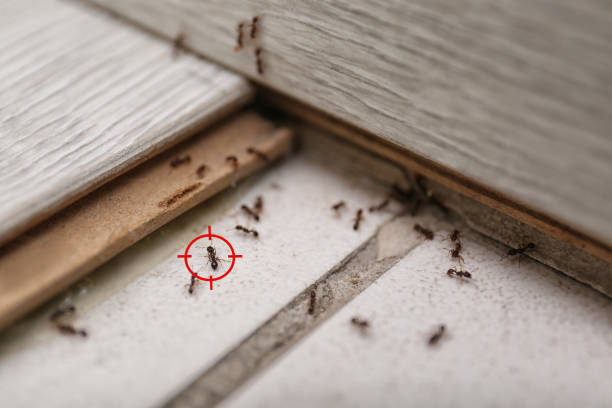Best Exterminator Services  in Nicoma Park, OK