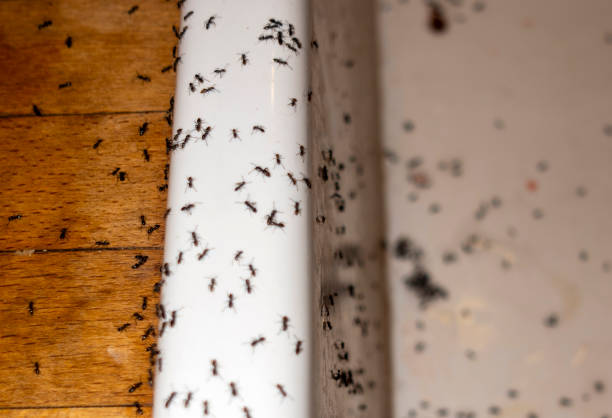 Best Wasp Removal Services  in Nicoma Park, OK